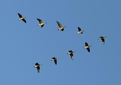 birds-in-formation