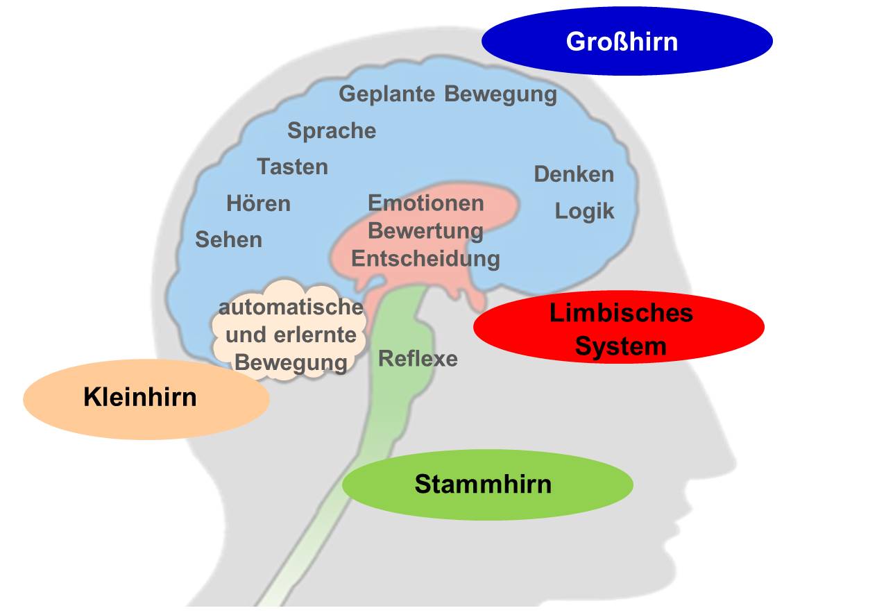 Neuroideenmanagement 3 – Das Gehirn Als Lustsucher